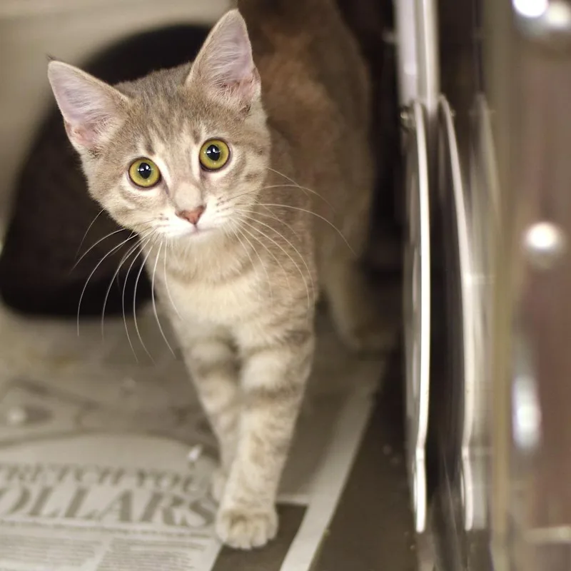 A baby small-sized female Gray / Blue / Silver Domestic Short Hair cat named Billy for adoption in Belleville, IL