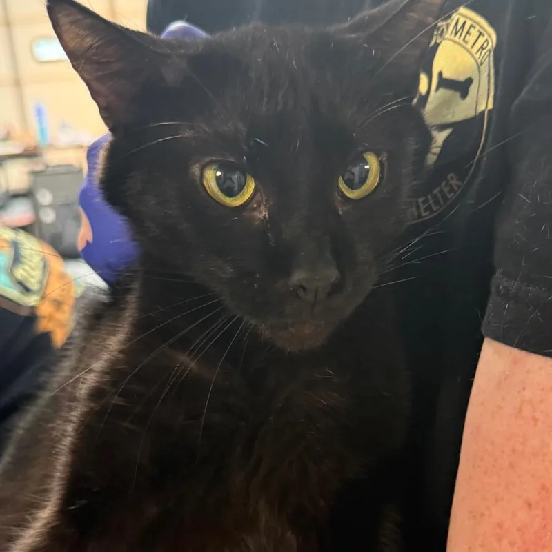 An adult small-sized female Black Domestic Short Hair cat named Hannah for adoption in Tuscaloosa, AL