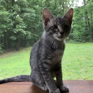A baby small-sized male Gray / Blue / Silver Domestic Short Hair cat named Watcher for adoption in Brownsboro, AL