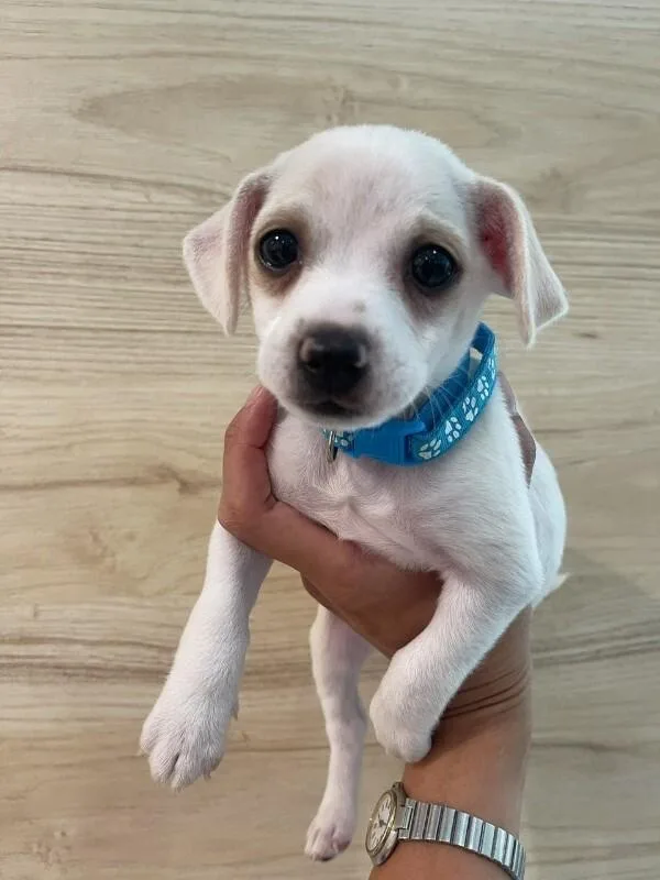 A young medium-sized male White / Cream Chihuahua dog named Sebastian for adoption in Manhattan Beach, CA