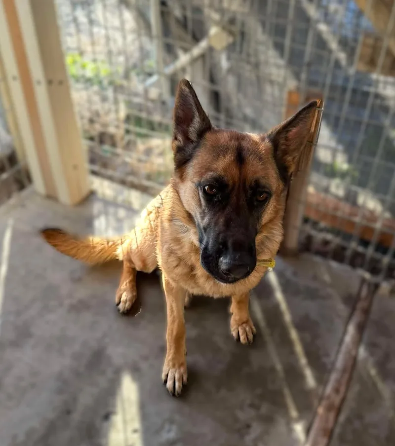 Overture: Ridge Dog Graduate thumbnail 3