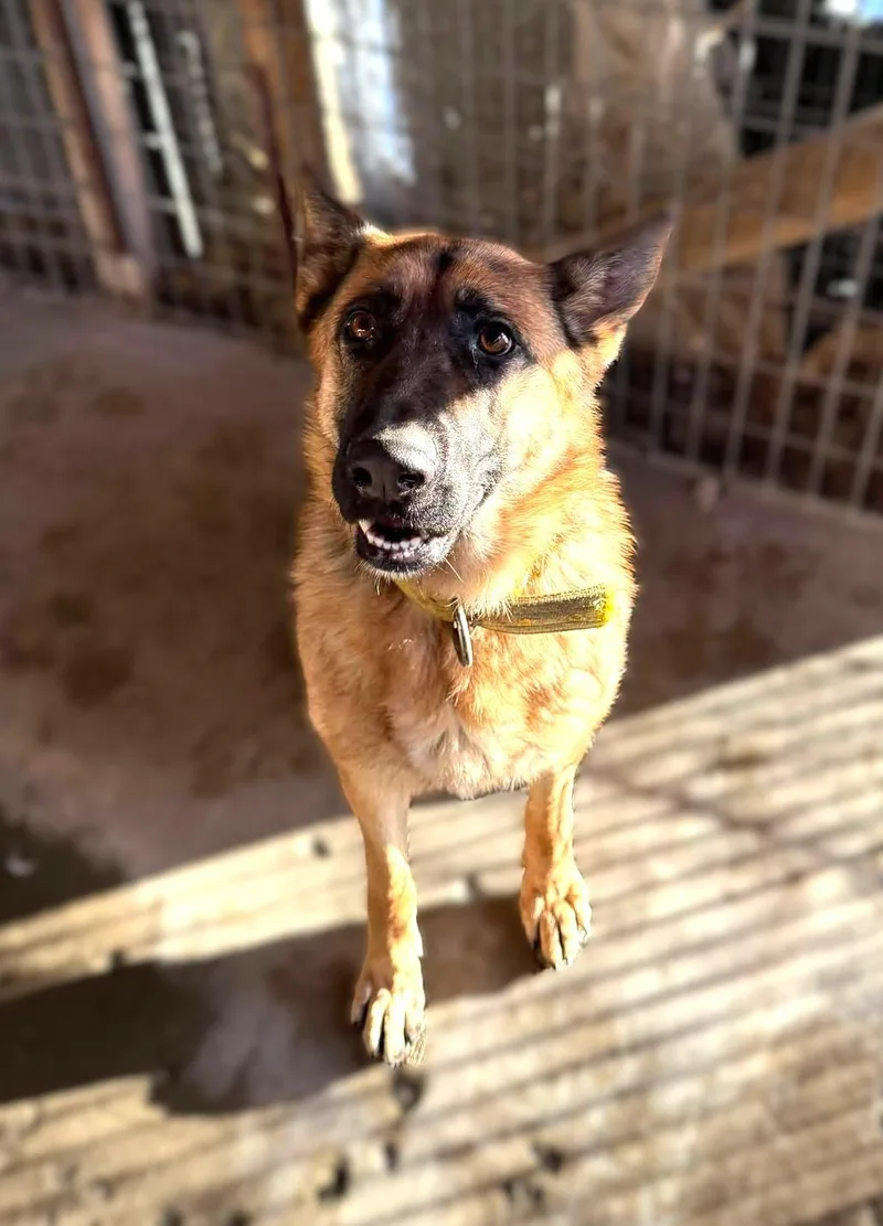 Overture: Ridge Dog Graduate thumbnail 5