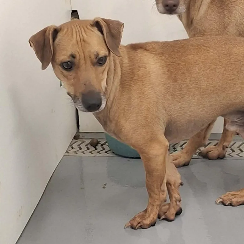 A young small-sized male Red / Chestnut / Orange Pug dog named Chalupa for adoption in Dover, AR