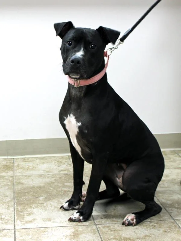 An adult medium-sized female Bicolor Pit Bull Terrier dog named Ember for adoption in Mansfield, MA