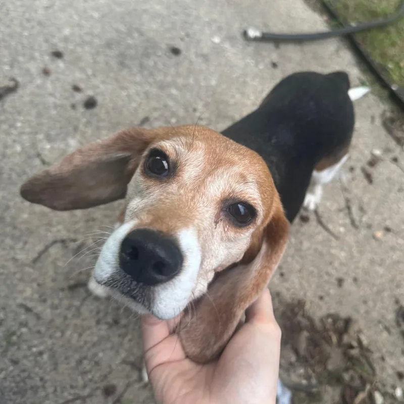 An adult small-sized female Brown / Chocolate Beagle dog named Pearl for adoption in Nowata, OK