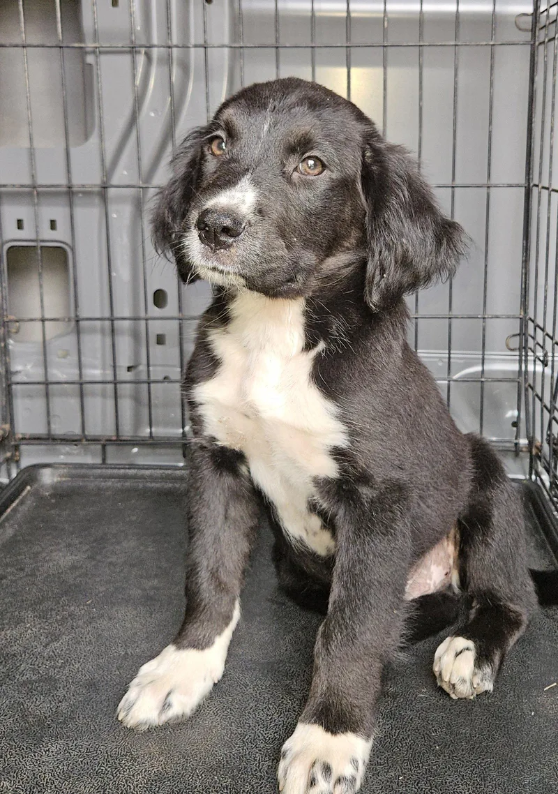 A young medium-sized female Terrier dog named Missie for adoption in Blairsville, GA