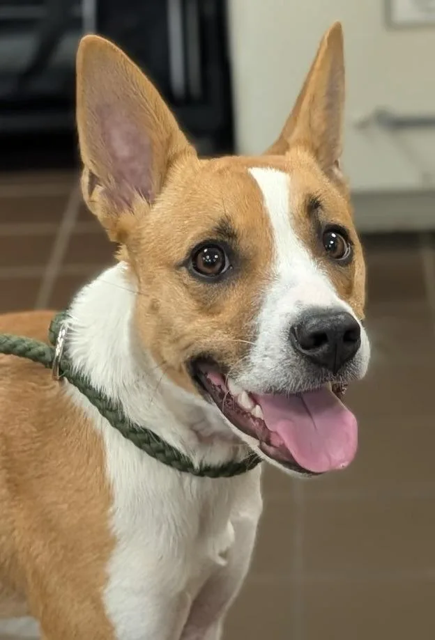 A young medium-sized female Mixed Breed dog named Log Dog for adoption in Olean, NY