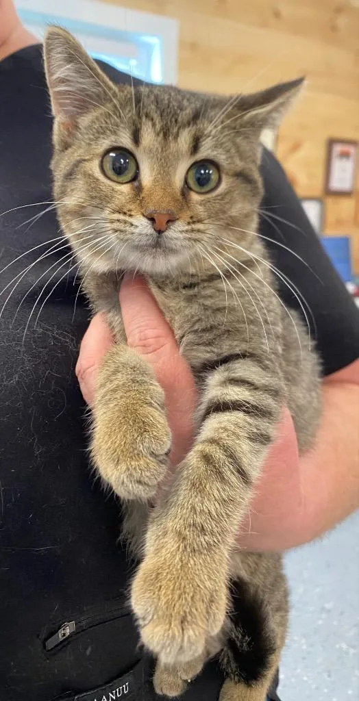 A baby medium-sized male Domestic Short Hair cat named Ike for adoption in Cumming, GA