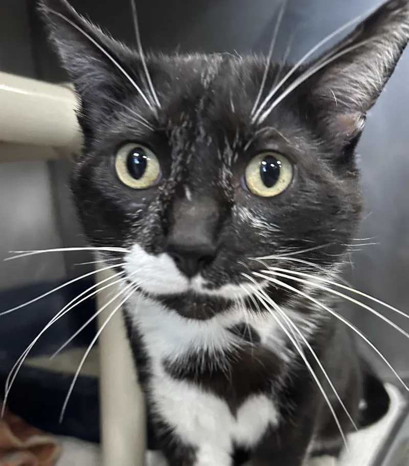 An adult large-sized male Domestic Short Hair cat named Barley for adoption in New Manchester, WV