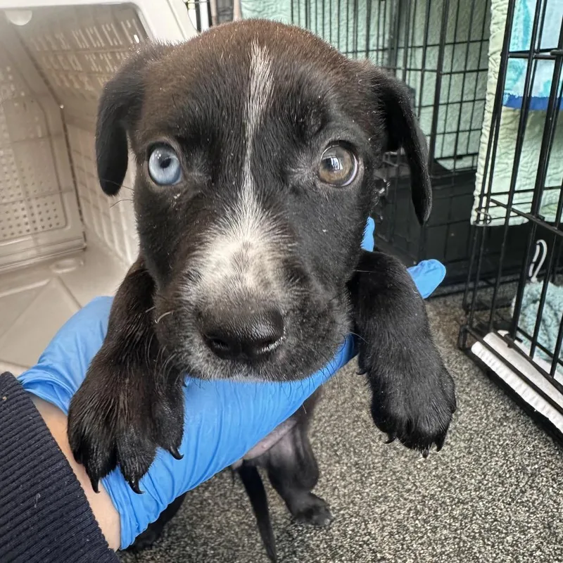 A baby small-sized female Black Mixed Breed dog named Giovanna for adoption in Allentown, PA