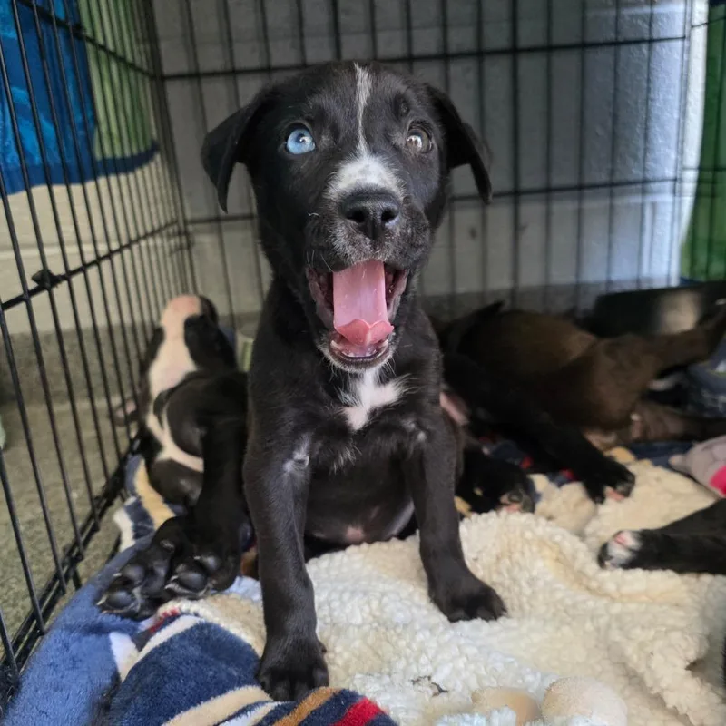 Giovanna thumbnail 2