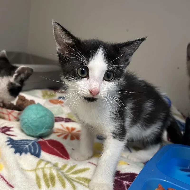 A baby small-sized female Domestic Short Hair cat named Selina for adoption in Uniontown, PA