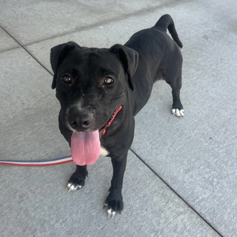 An adult medium-sized female Black Mixed Breed dog named Rose for adoption in Emporia, KS