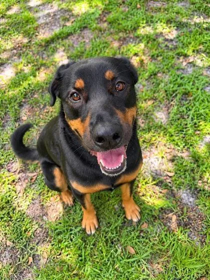An adult large-sized male Shepherd dog named Jethrow for adoption in Palm Coast, FL