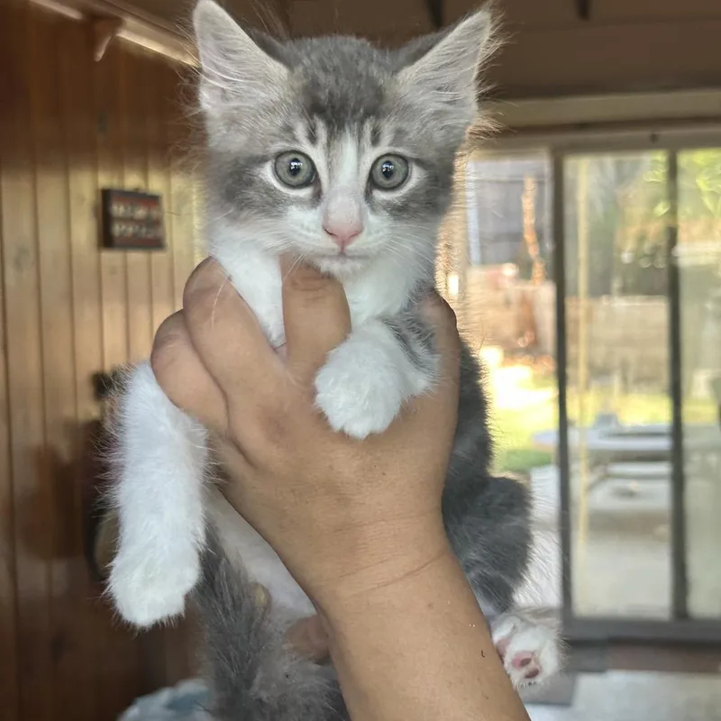 A baby small-sized female Gray / Blue / Silver Domestic Medium Hair cat named Lemon for adoption in Long Beach, CA