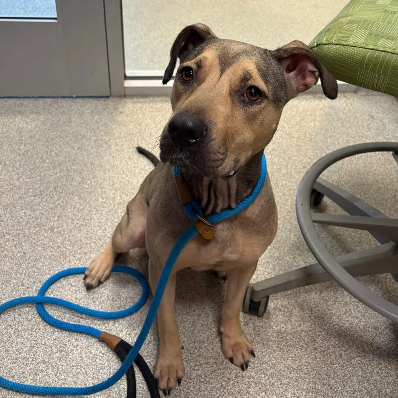 An adult medium-sized female Brown / Chocolate English Bulldog dog named Clarabel for adoption in Englewood, FL