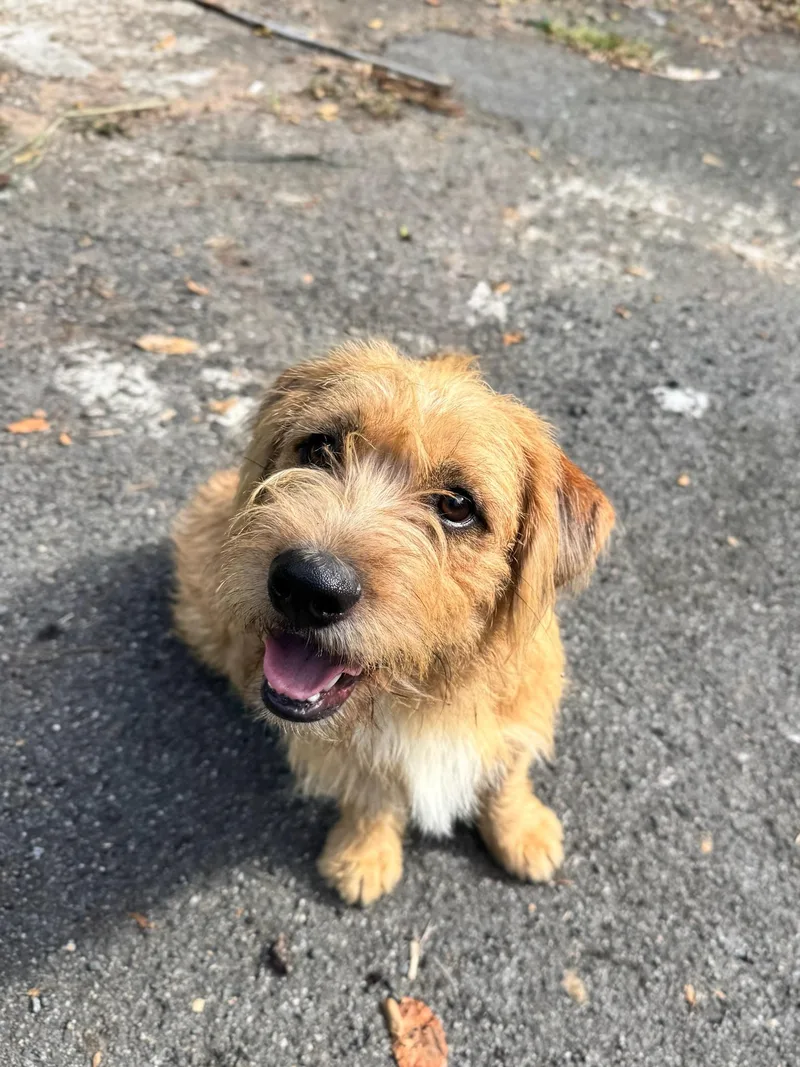 An adult medium-sized male Golden Terrier dog named Arthur for adoption in Bayamon, PR