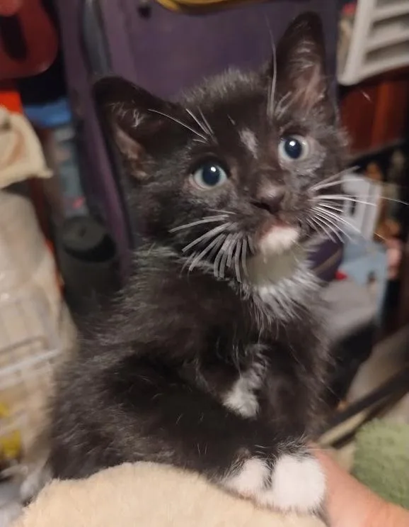A young medium-sized male Black Domestic Medium Hair cat named Teddy for adoption in Mesquite, NV