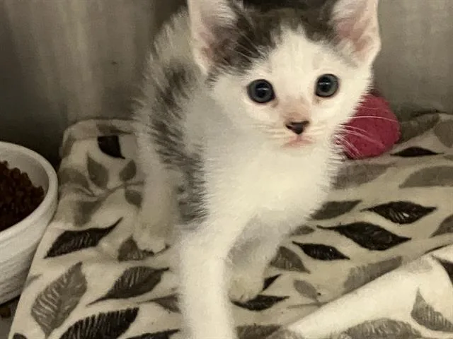 A baby small-sized female Domestic Short Hair cat named Whiskerella for adoption in Tustin, CA