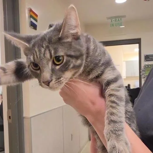 A baby small-sized male Gray / Blue / Silver Domestic Short Hair cat named Pumba for adoption in Jacksonville, FL