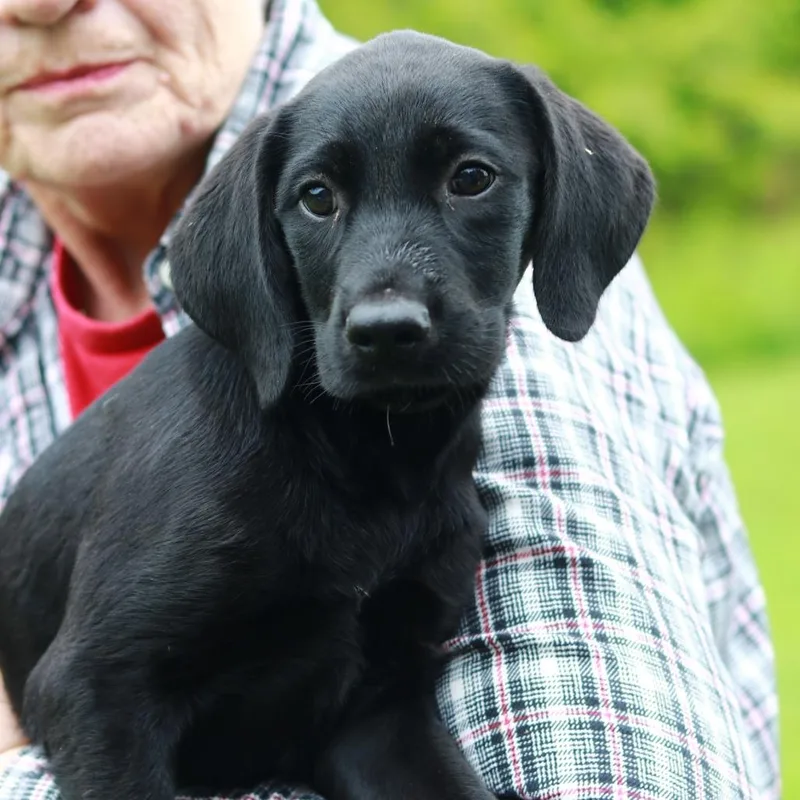 A baby medium-sized female Black Labrador Retriever dog named Ct Endive Avail May for adoption in Eastford, CT