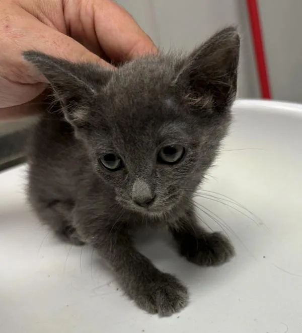 A baby small-sized female Domestic Short Hair cat named Pen  Maple for adoption in Lawrenceville, GA