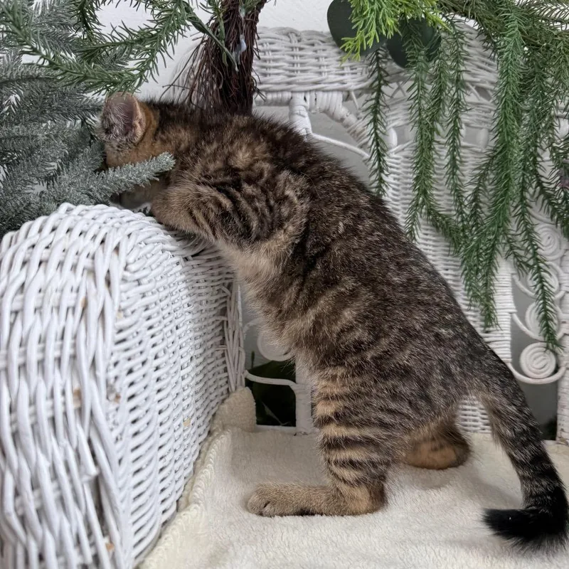 A baby small-sized female Gray / Blue / Silver Domestic Short Hair cat named Driscoll Pad for adoption in Eaton Rapids, MI