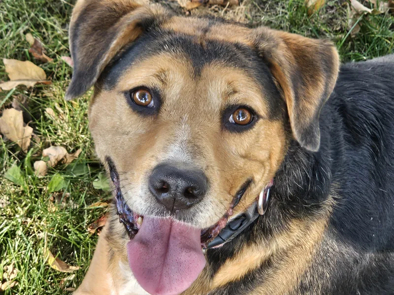An adult large-sized male Bicolor Mixed Breed dog named Denver for adoption in Delphi, IN