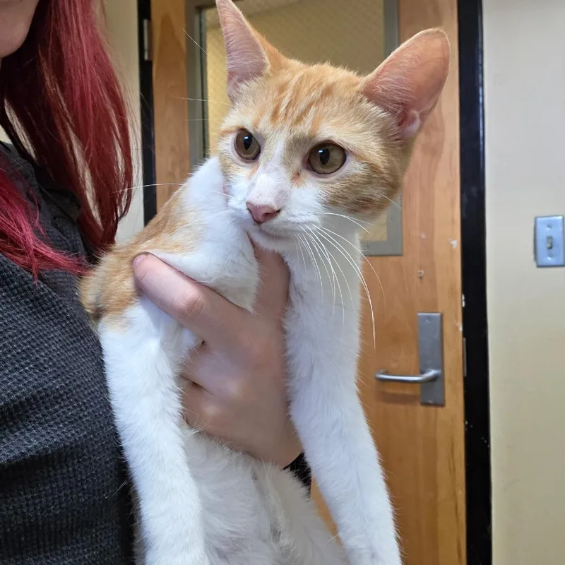 A young medium-sized female Domestic Short Hair cat named Chin for adoption in Corinth, MS