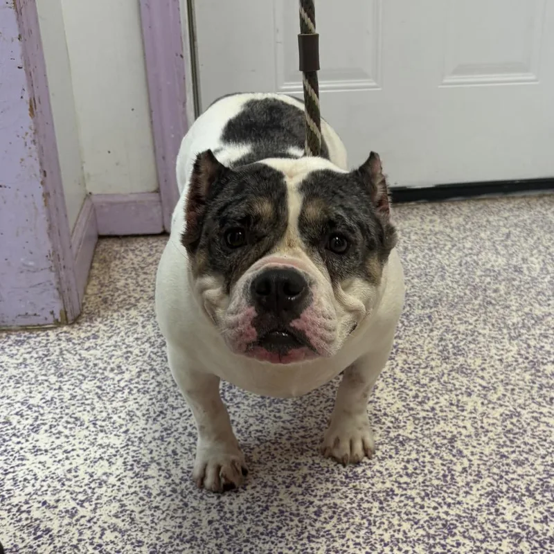 An adult medium-sized female White / Cream Pit Bull Terrier dog named Skipper for adoption in Northbrook, IL