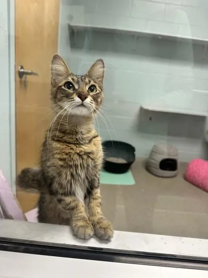 A baby small-sized female Domestic Medium Hair cat named Athena for adoption in Palm Coast, FL
