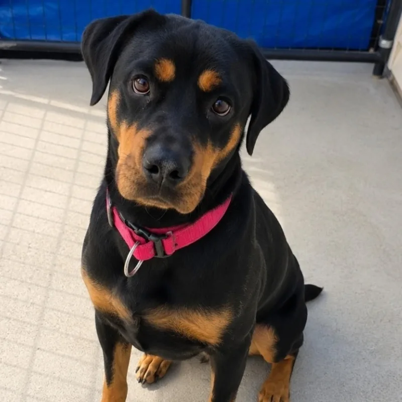 An adult medium-sized female Rottweiler dog named Cheyanne for adoption in Blue Earth, MN