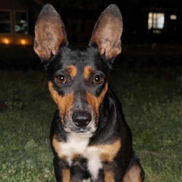 An adult medium-sized female Black Mixed Breed dog named Wendy for adoption in Rockville, MD