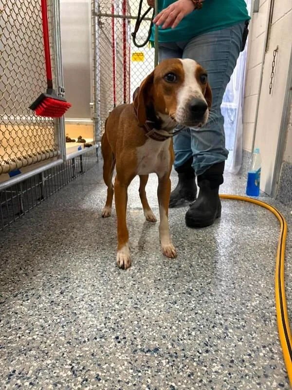 An adult medium-sized male Yellow / Tan / Blond / Fawn Treeing Walker Coonhound dog named Unknown for adoption in Burgaw, NC