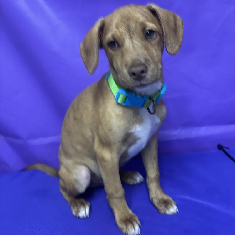 A baby medium-sized male Yellow / Tan / Blond / Fawn Bluetick Coonhound dog named Tick for adoption in North Myrtle Beach, SC
