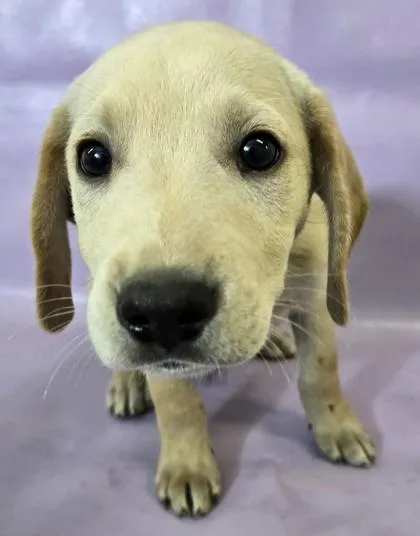 A baby large-sized male Labrador Retriever dog named Artie for adoption in Morton Grove, IL
