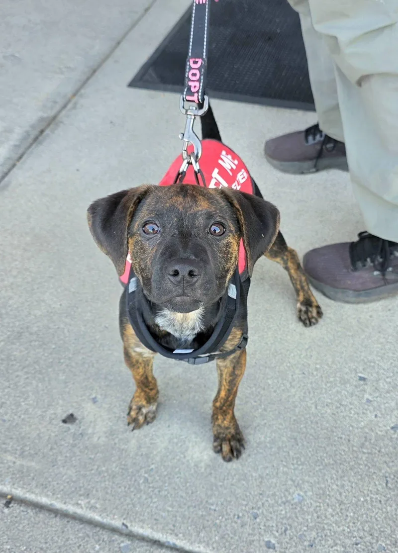 A baby small-sized female Brindle Hound dog named Halo for adoption in Oak Ridge, TN