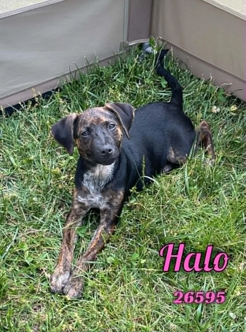 Halo thumbnail 3