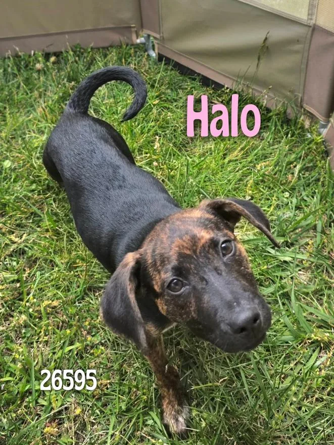 Halo thumbnail 6