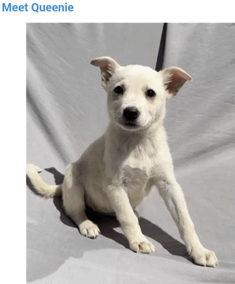A baby medium-sized female Labrador Retriever dog named Queenie for adoption in Salt Lake City, UT