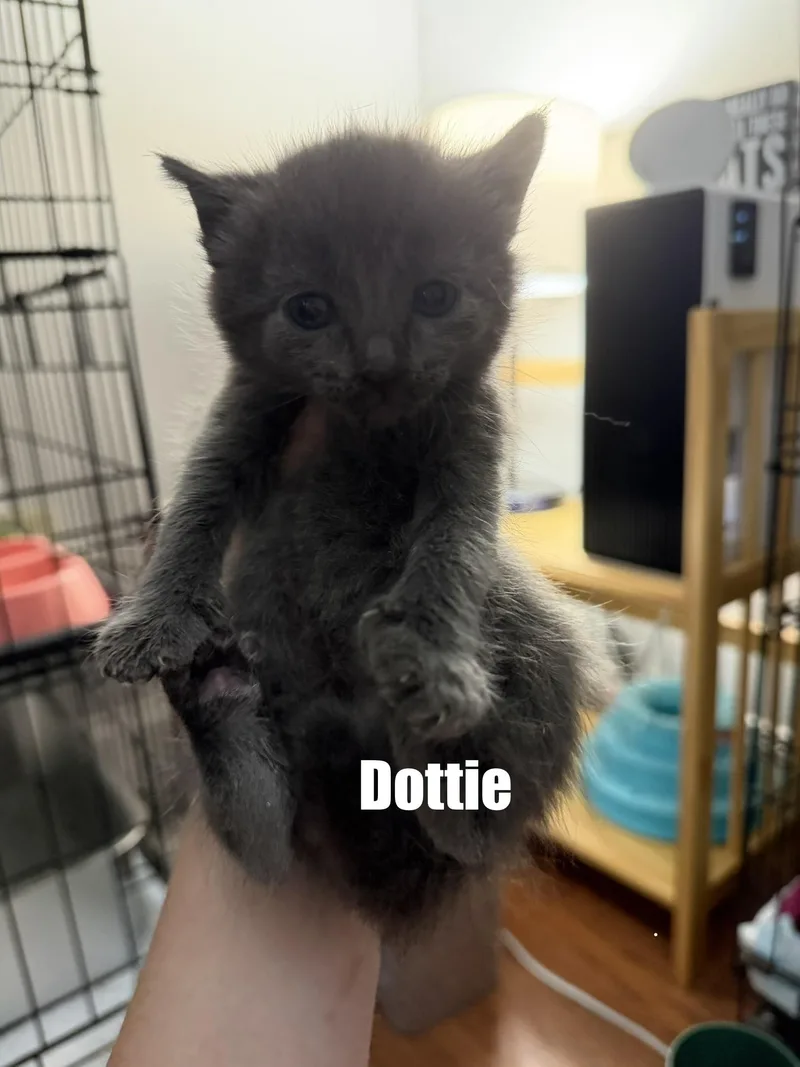 Dottie