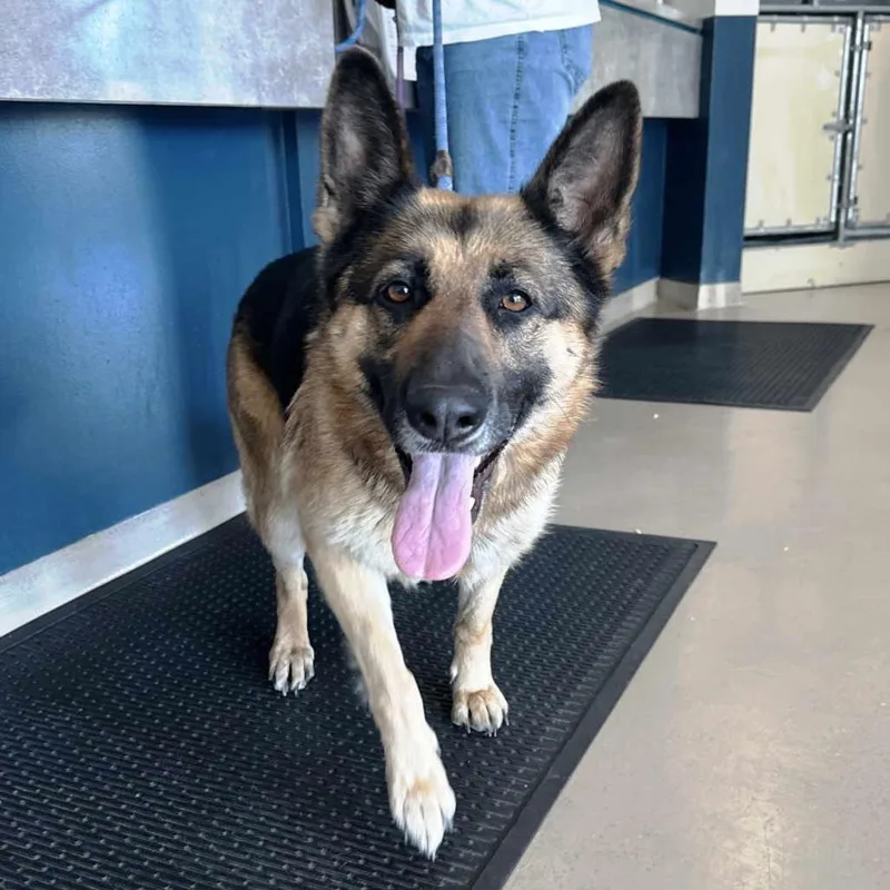 An adult large-sized female German Shepherd Dog dog named Boba for adoption in Pleasant Grove, CA