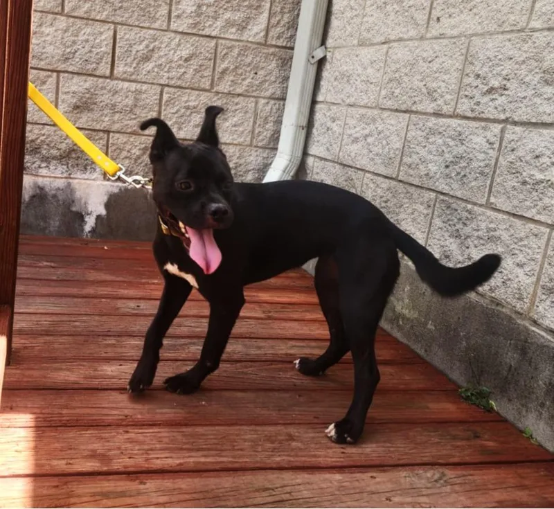 A young medium-sized female Black Mixed Breed dog named Chiquita for adoption in Slidell, LA