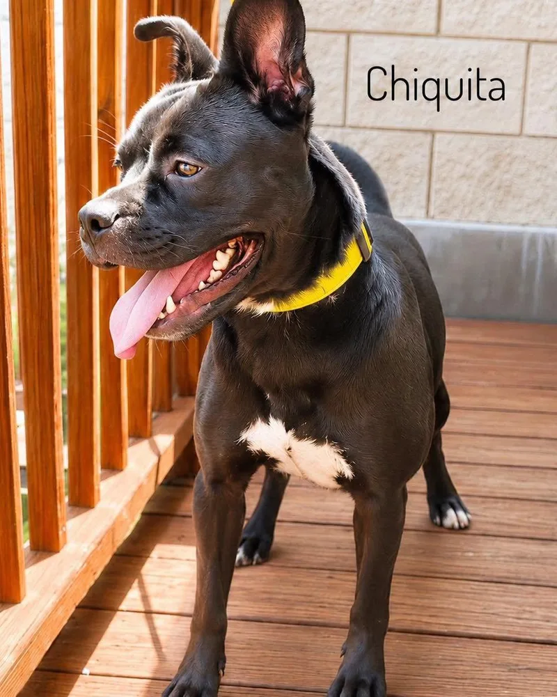 Chiquita thumbnail 3