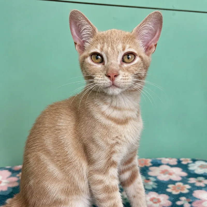 A baby medium-sized female Buff / Tan / Fawn Domestic Short Hair cat named Flo for adoption in Pontiac, MI