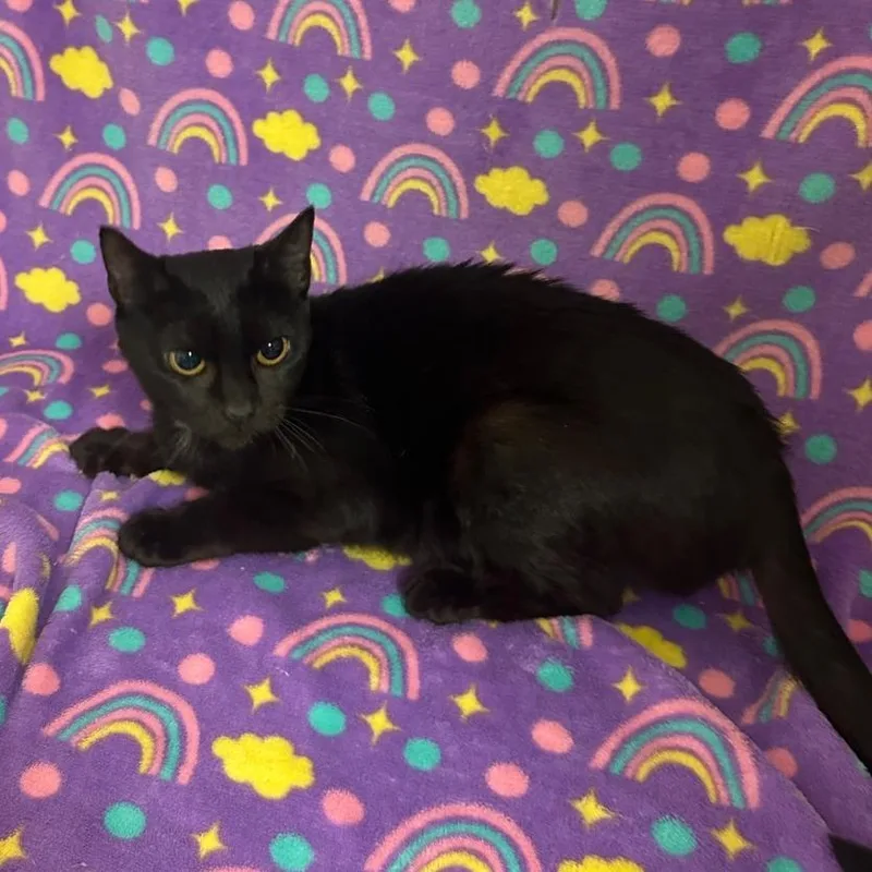 A young medium-sized female Black Domestic Short Hair cat named Mary Shelley for adoption in Newberg, OR