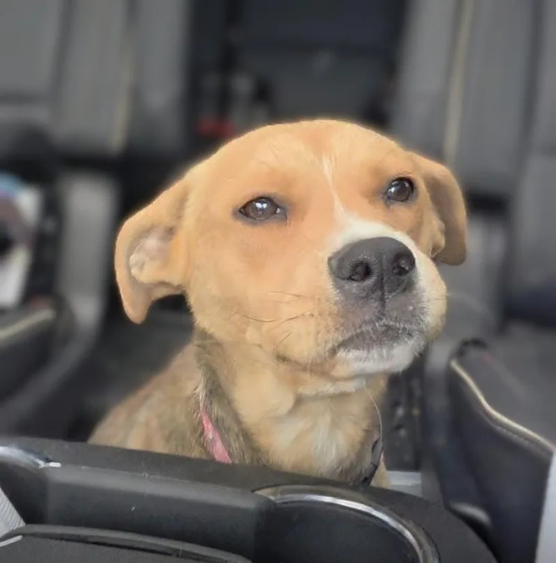 An adult medium-sized female Apricot / Beige Mixed Breed dog named Isla for adoption in Wantagh, NY