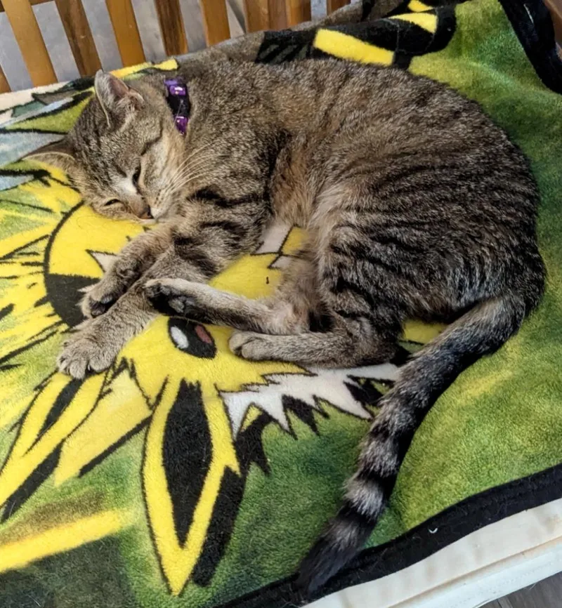 A baby medium-sized female Domestic Short Hair cat named Lainie for adoption in Rice Lake, WI