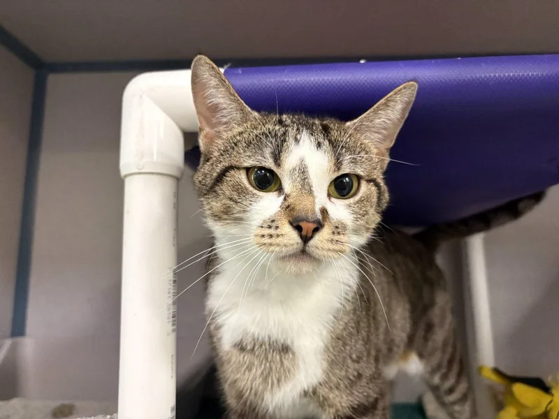 An adult small-sized female Tabby (Brown / Chocolate) Domestic Short Hair cat named Prose for adoption in Raleigh, NC