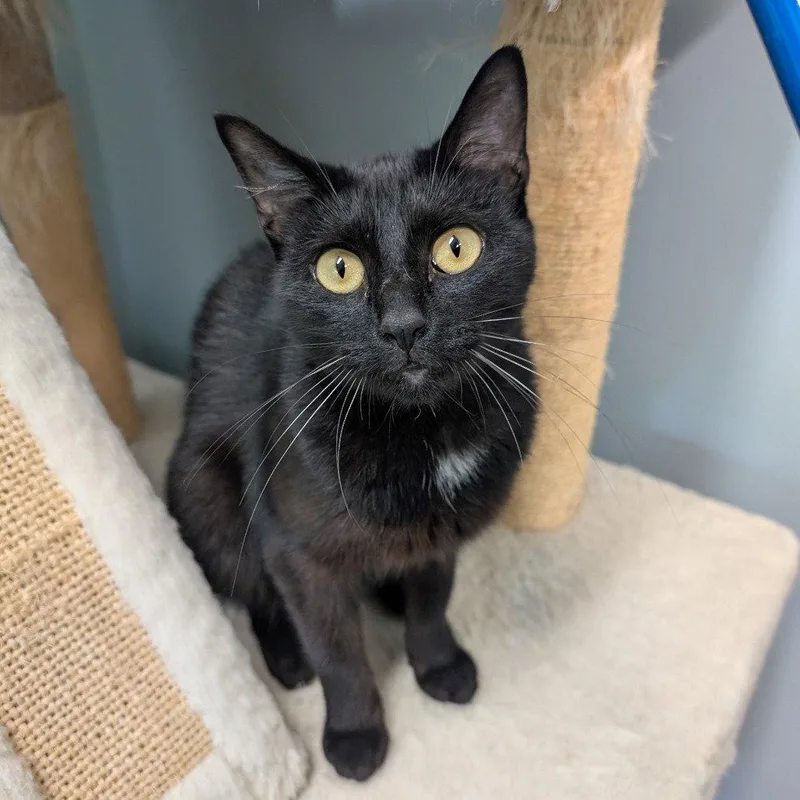 An adult medium-sized female Domestic Short Hair cat named Cleo for adoption in New Castle, DE